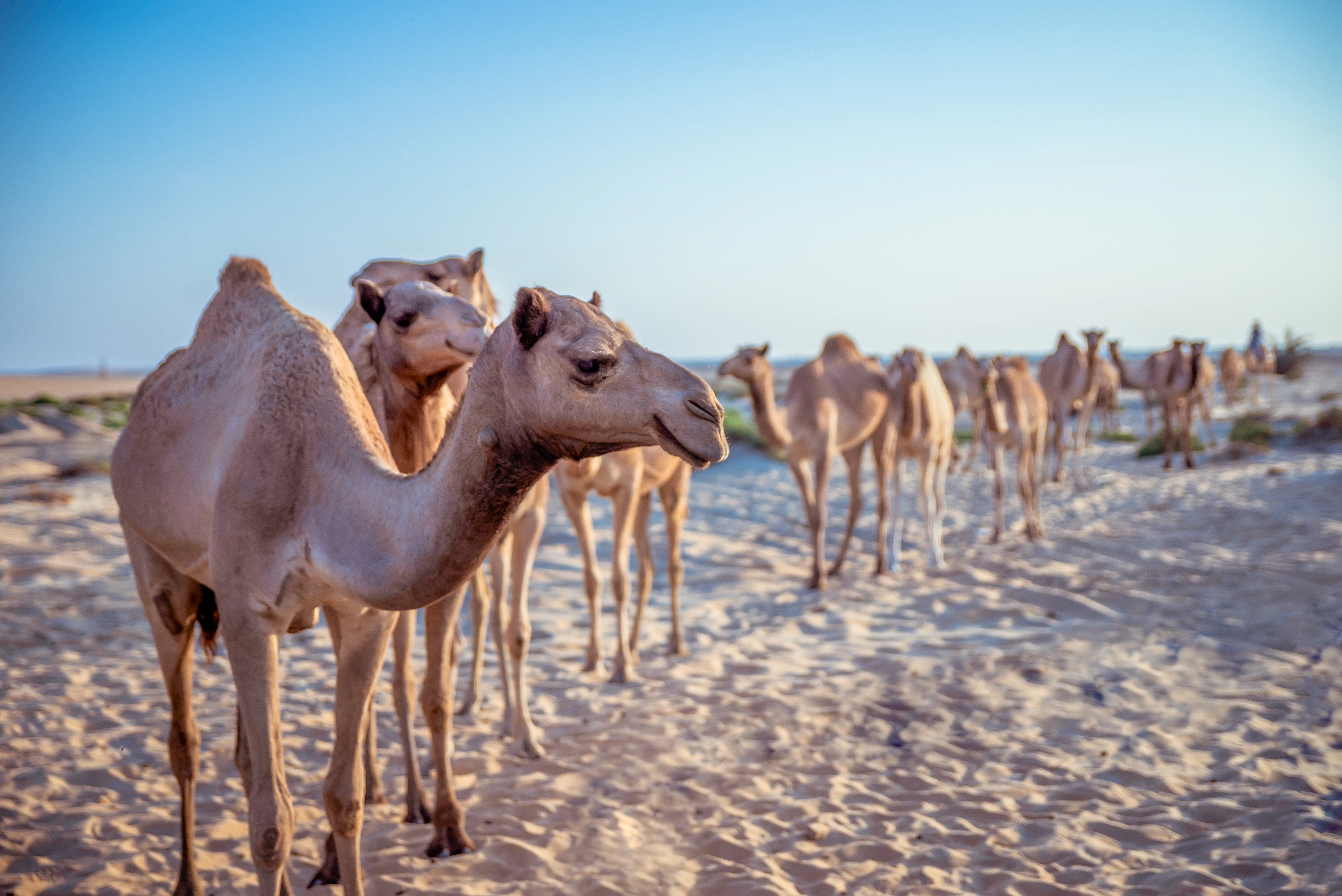 Desert Safari